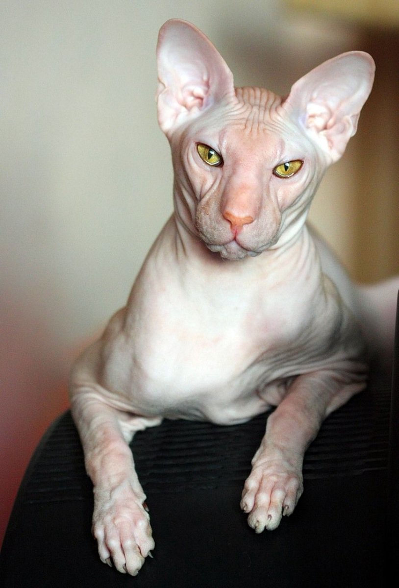 Петерболд Петербургский сфинкс