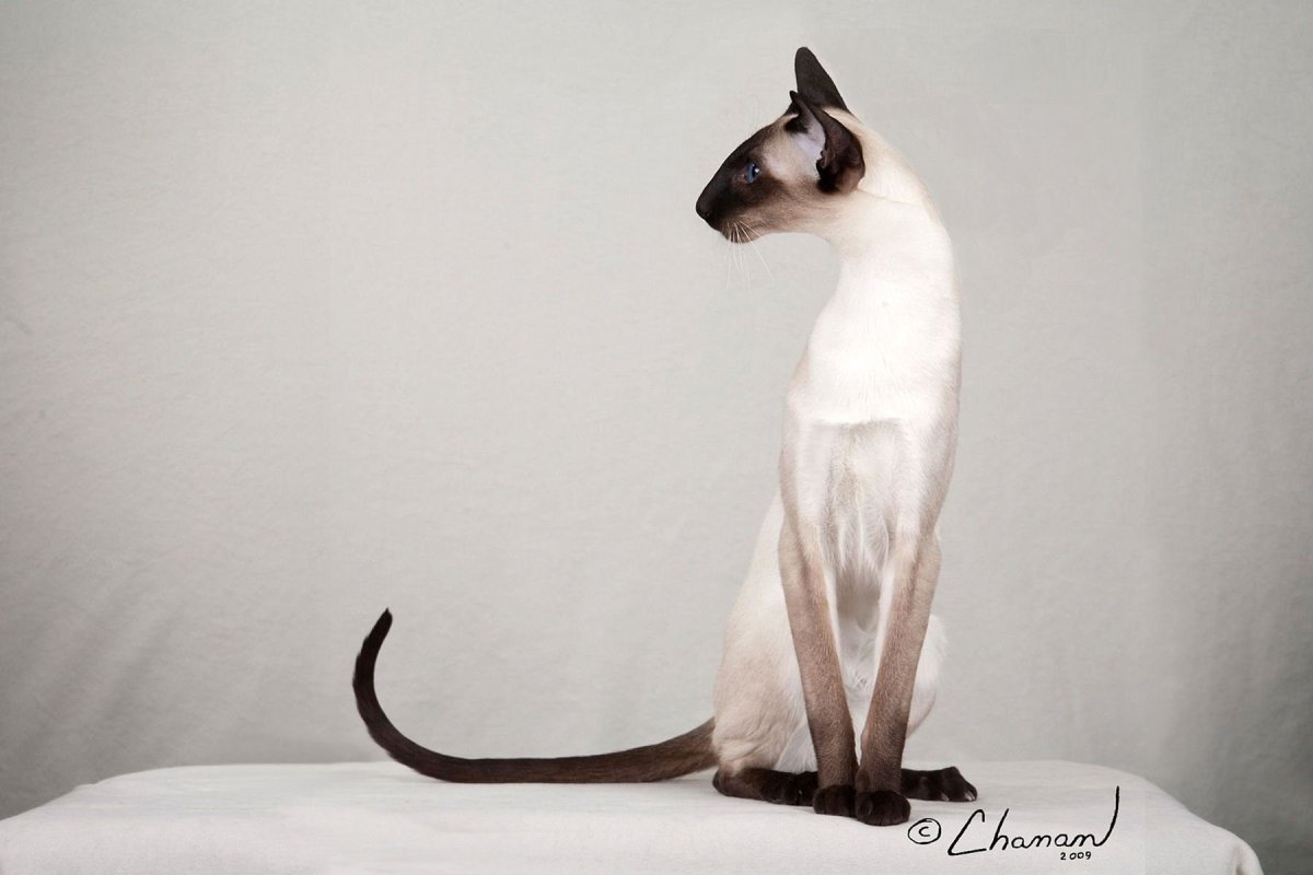 Балинезийская кошка Ориентал