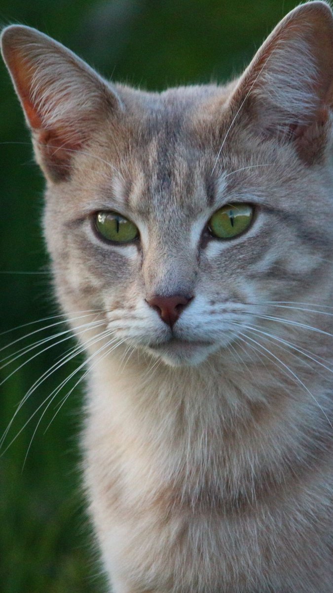 Вытянутая морда у кошки