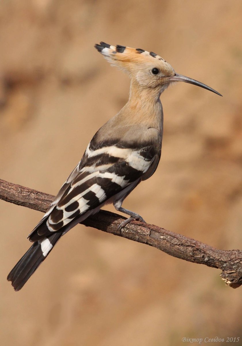 Синеголовый Удод