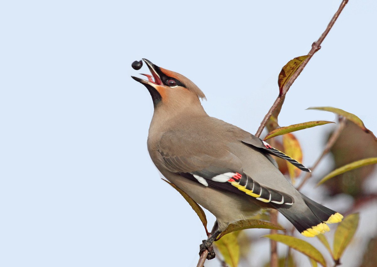 Свиристель самка