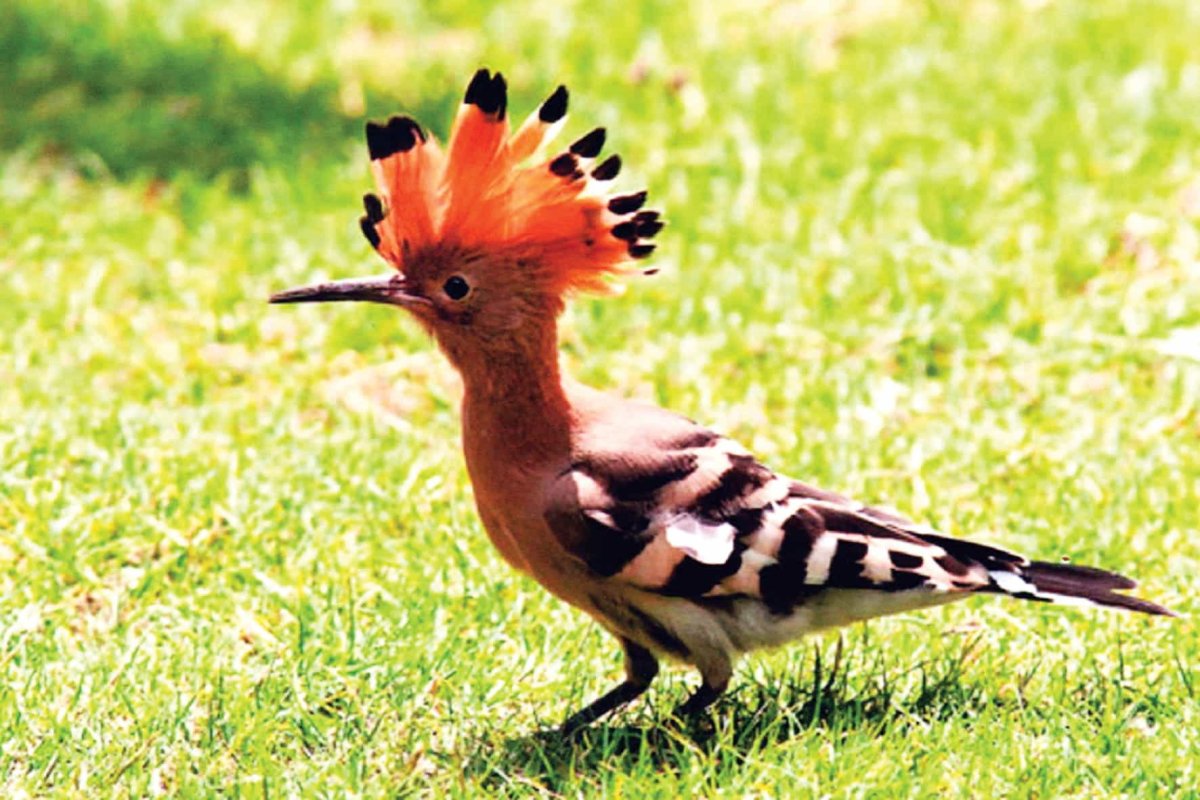 Удод Степной