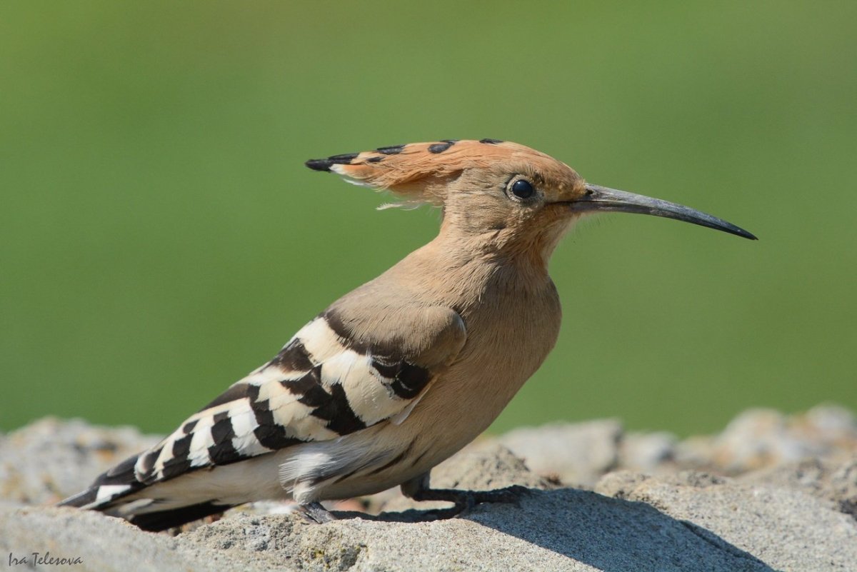 Удод Степной дятел