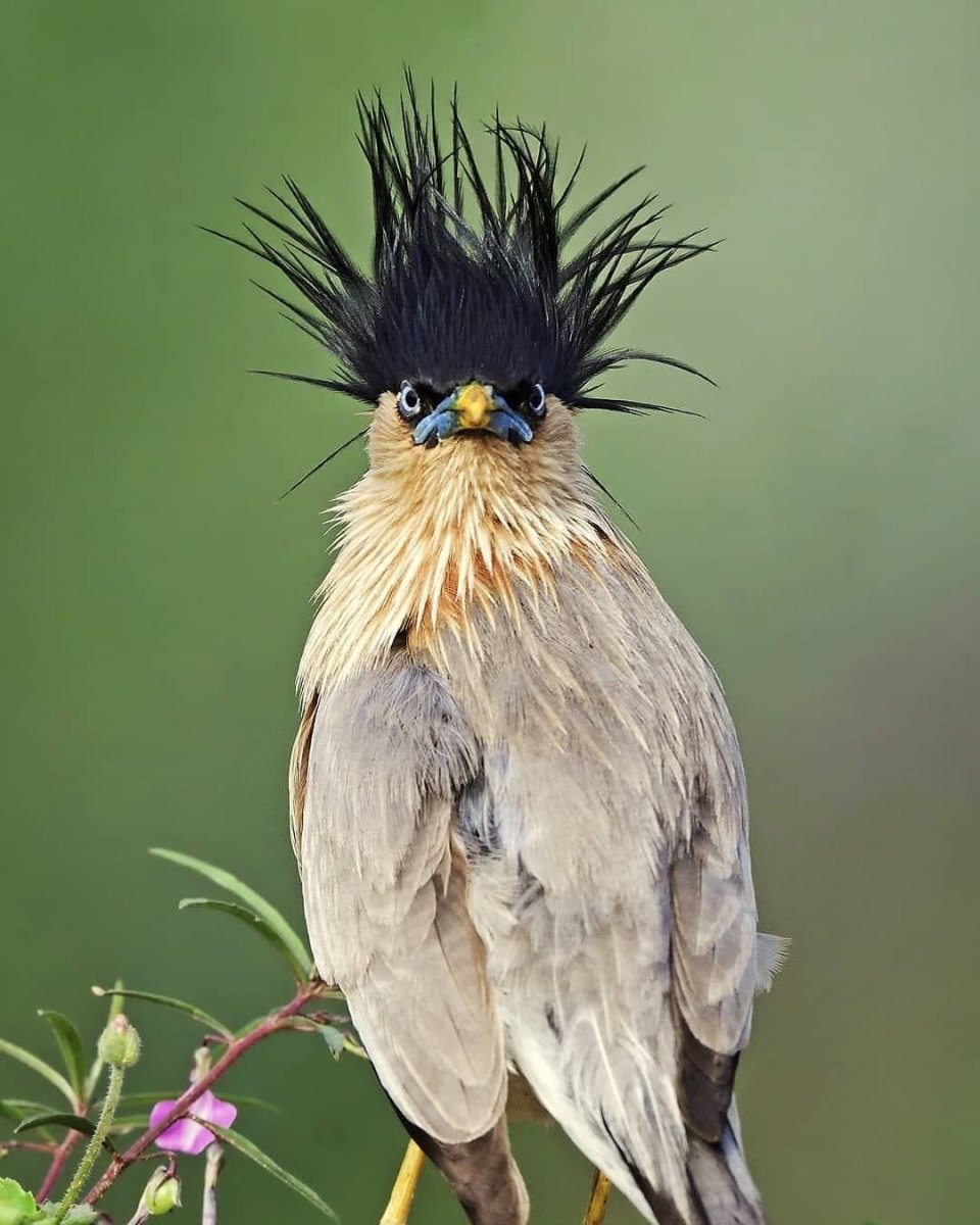 Хохлатая Сова