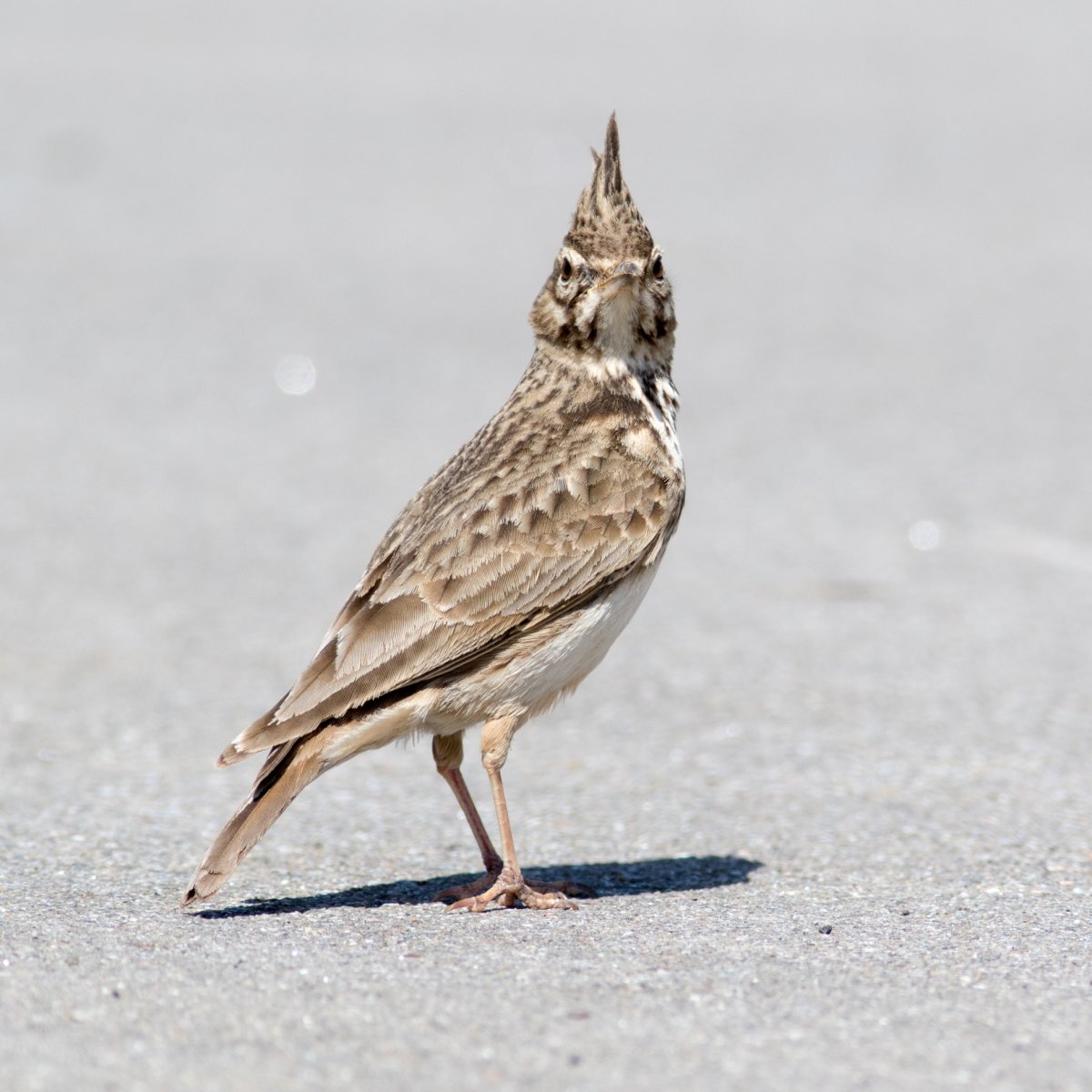 Птица похожая на воробья с хохолком