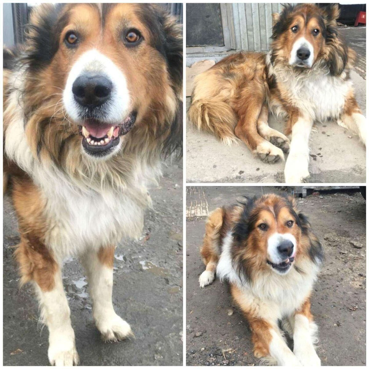 Порода собаки Эдисона