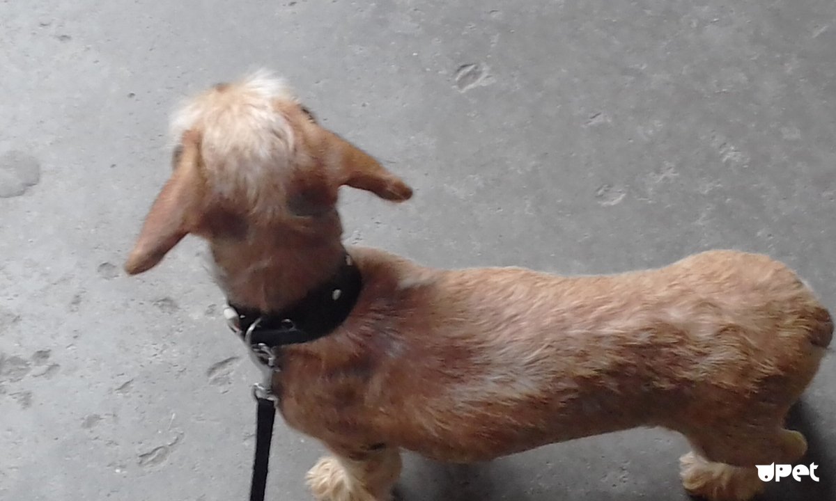 Люся собака Эдисона