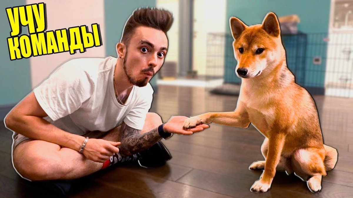 Собака Эдисона