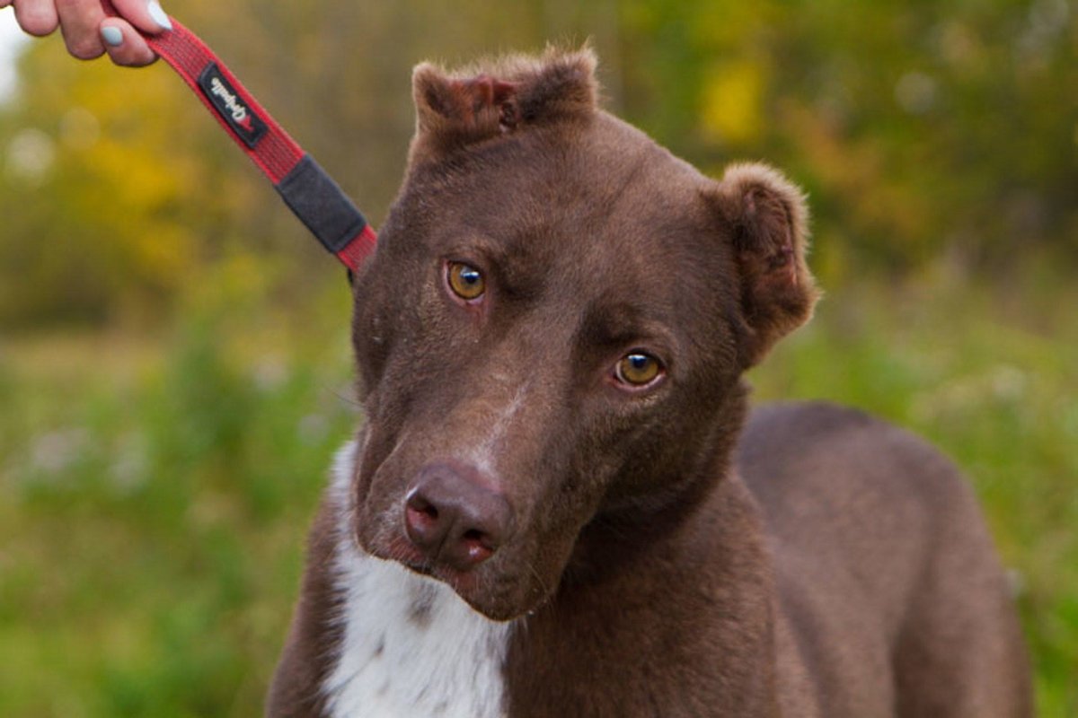 Собака Шерлок собака