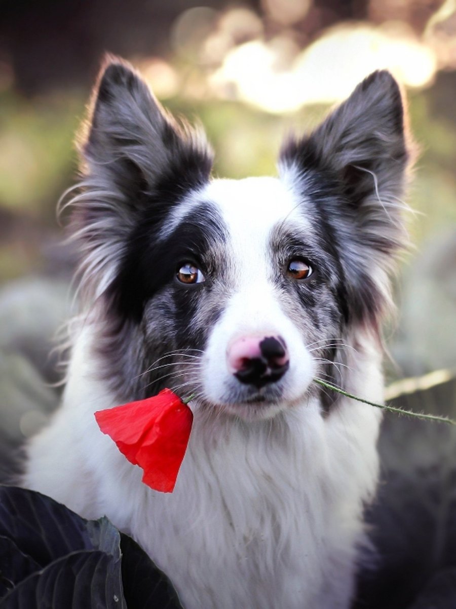 Колли и бордер колли