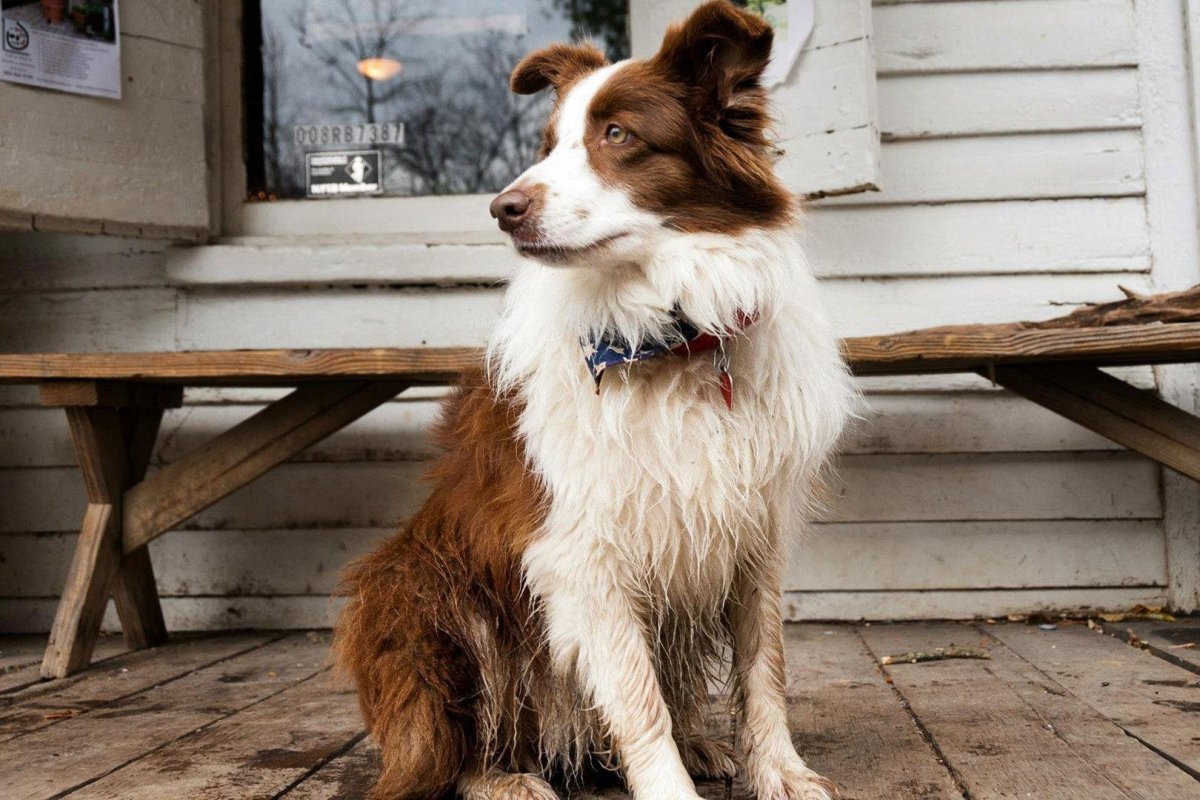 Собака Эдисона порода Люся