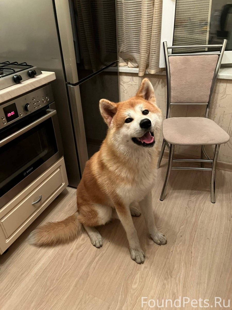 Породы собак 2022