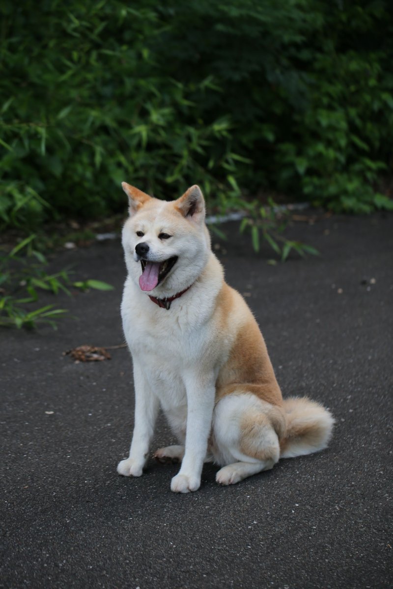 Акита ину с волком