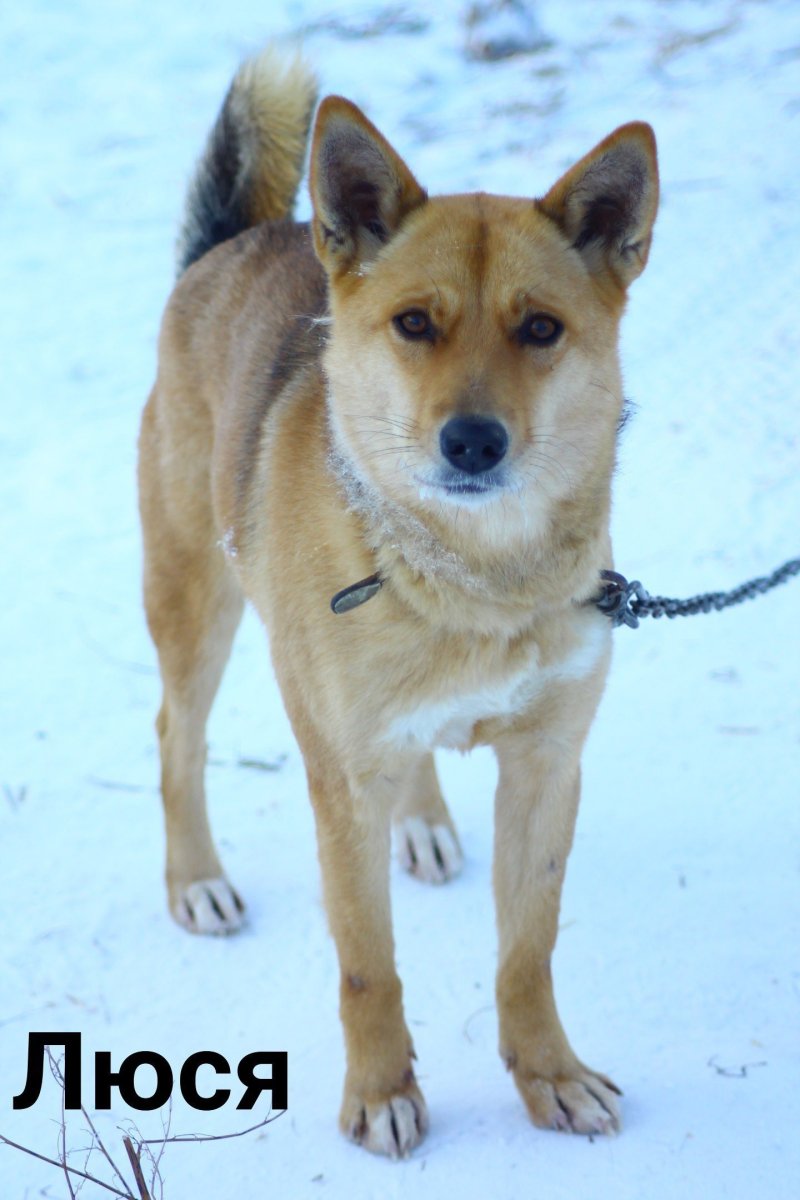 Порода собаки Эдисона перца