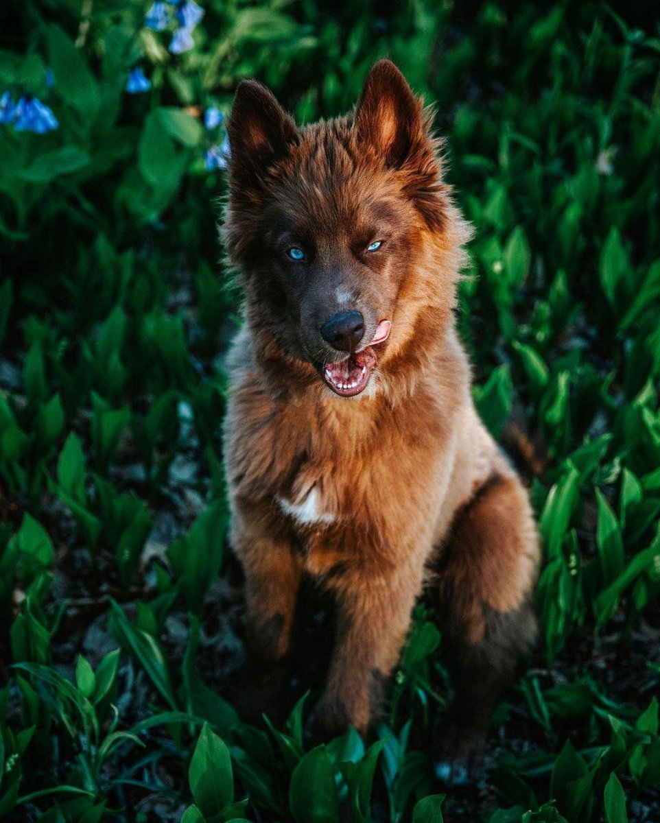 Шоколадный хаски Квой