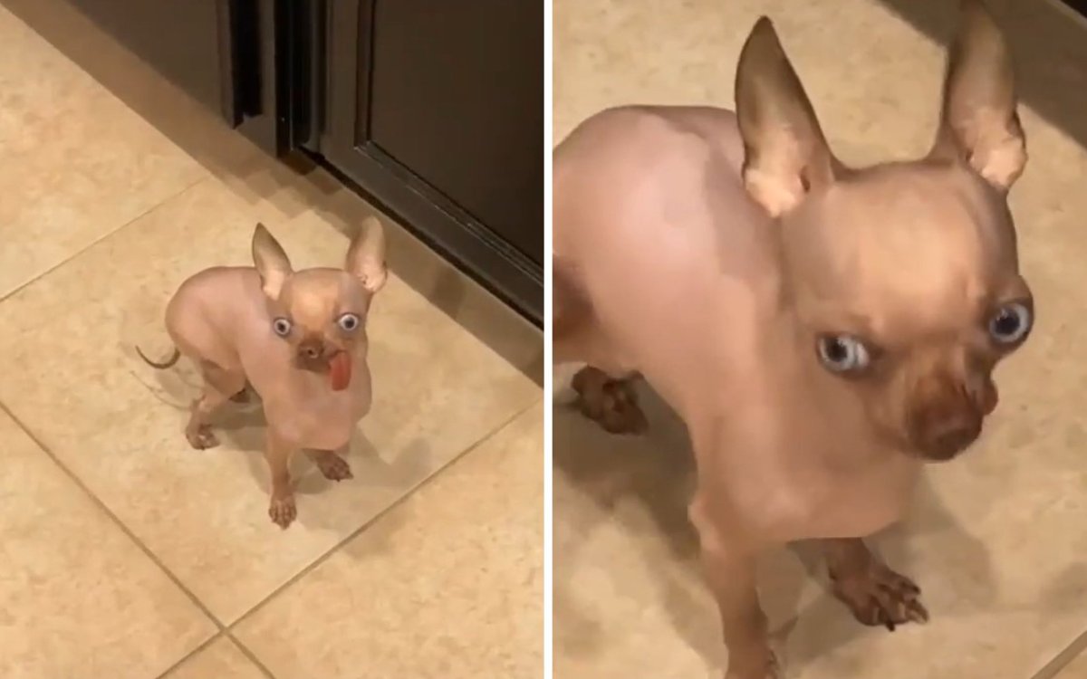 Собачка маленькая лысая чихуахуа