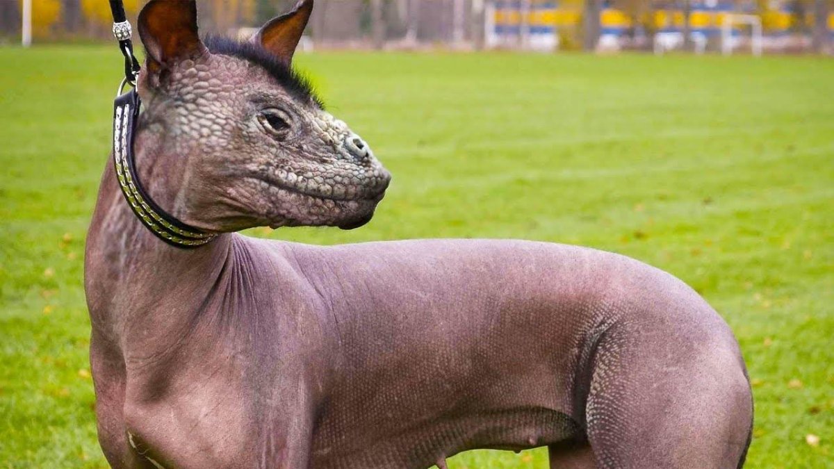 Экзотические породы собак