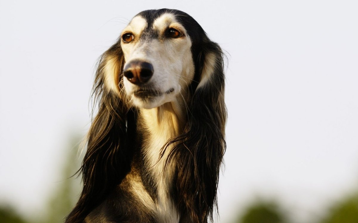 Собака с длинными ушами