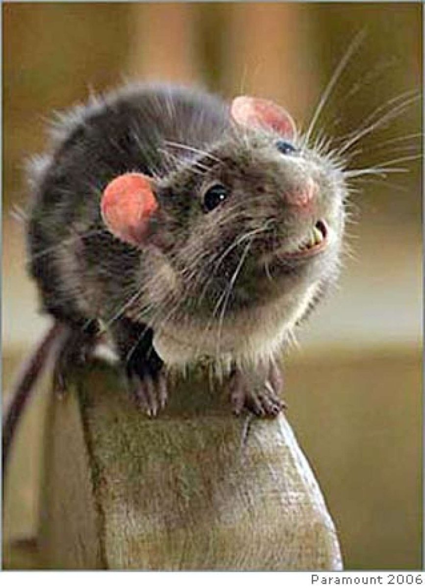 Крыса улыбается