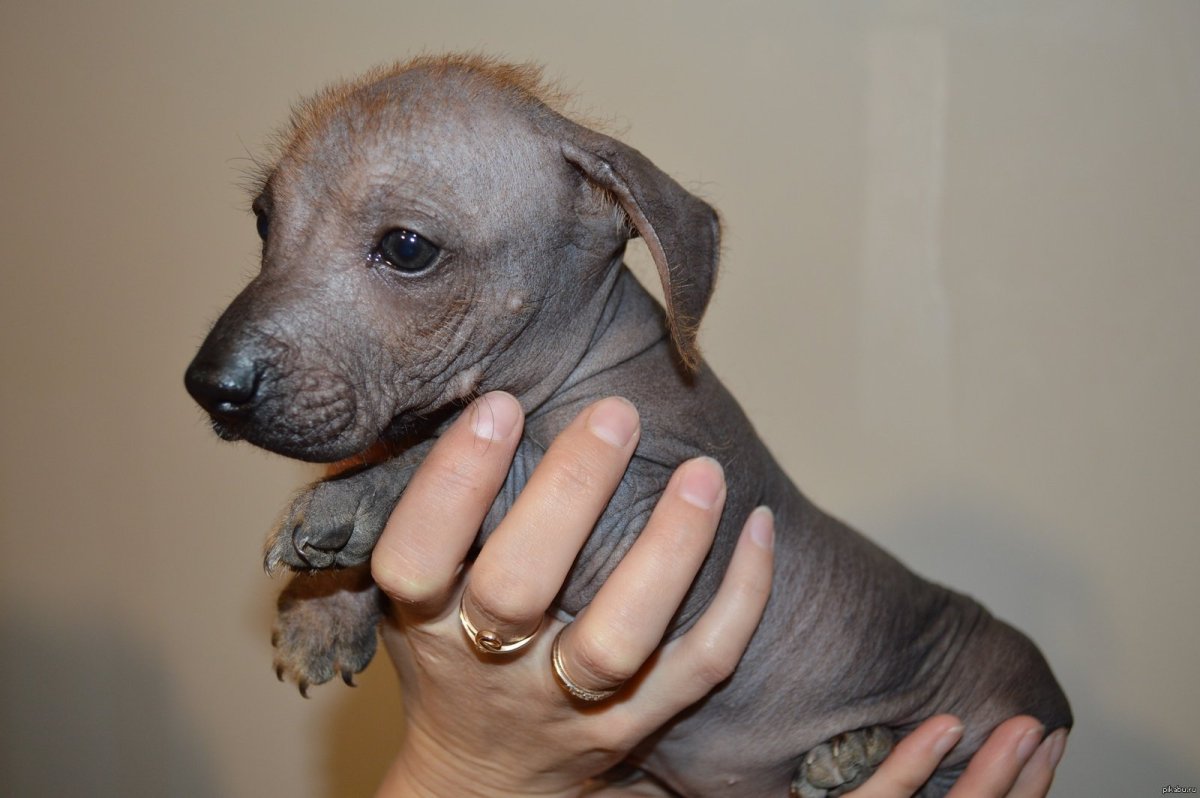 Мексиканская ксолоитцкуинтли