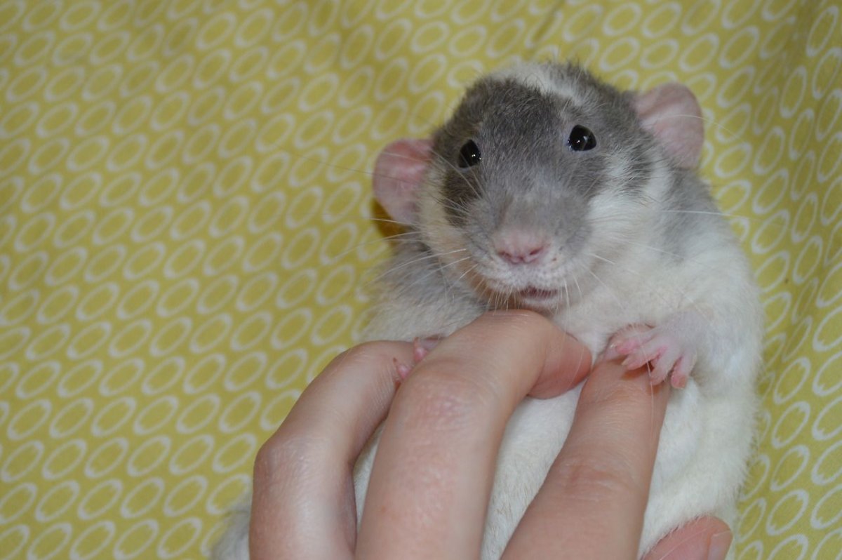 Декоративные крысы
