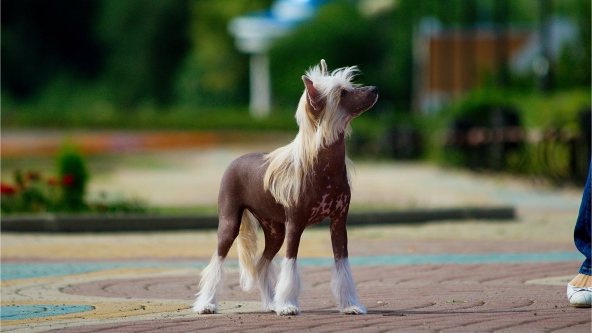 Порода китайская хохлатая