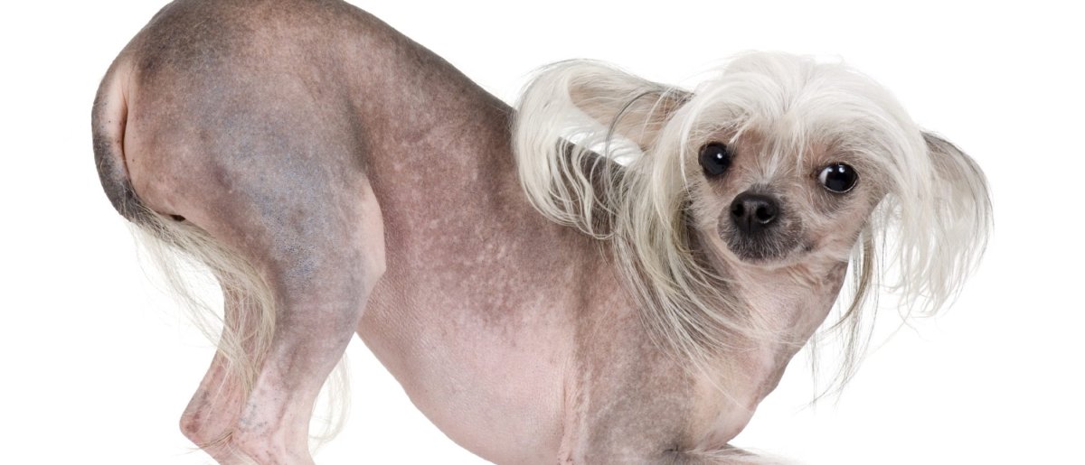 Китайская хохлатая лысая щенки