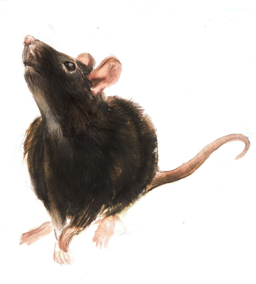 Крыса арт