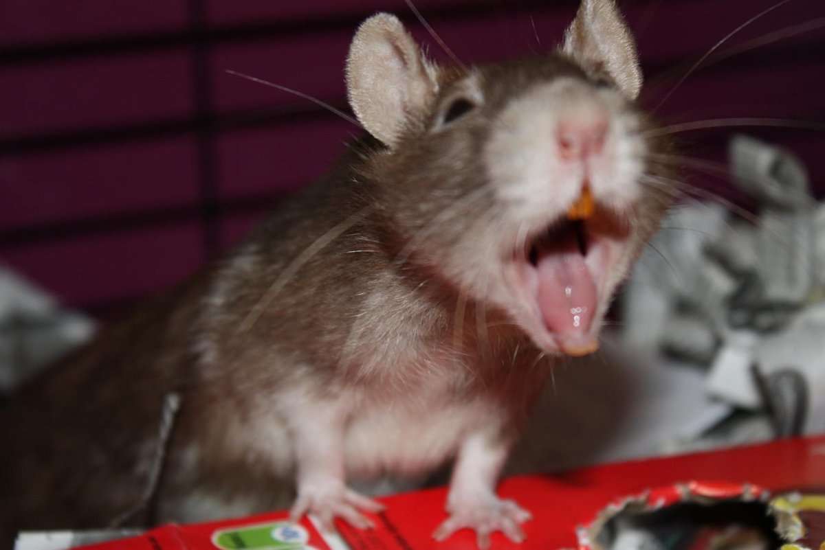 Мышь смеется