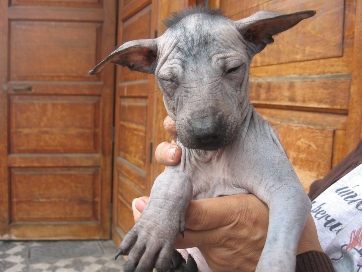 Ксолоитцкуинтли хохлатая