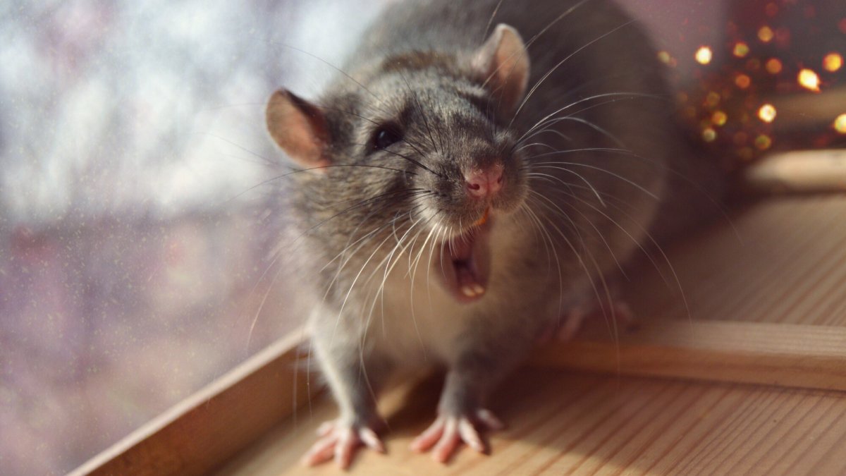 Мышь орет