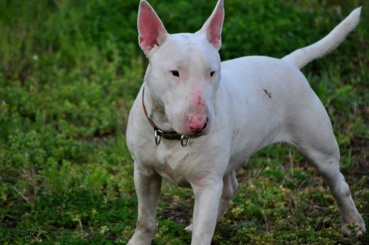 Бойцовские породы собак бультерьер