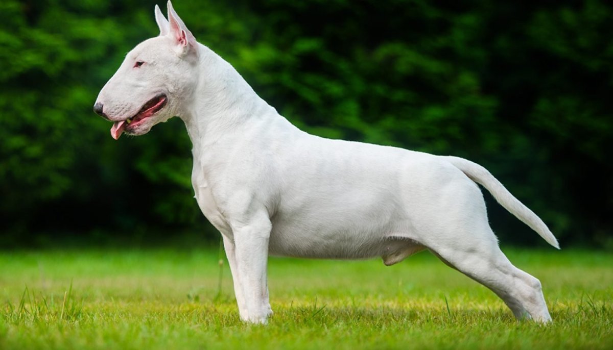 Порода бультерьер