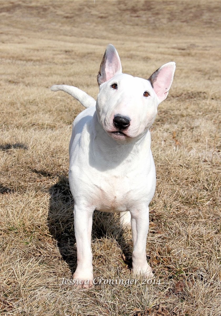 Мини бультерьер