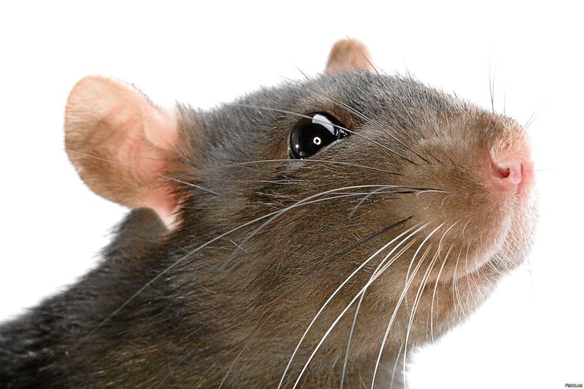 Удивленная мышь