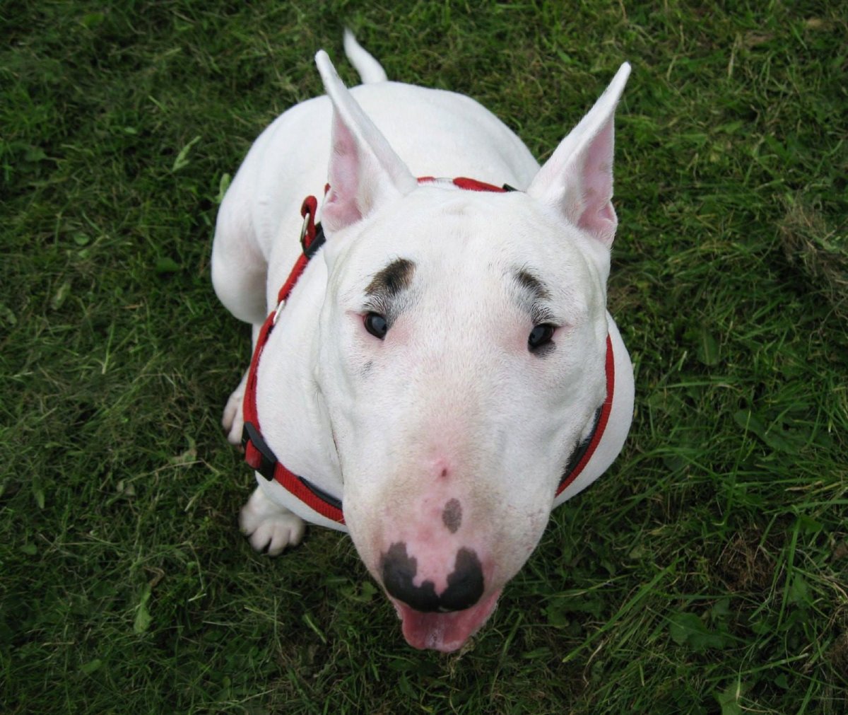 Бойцовский бультерьер