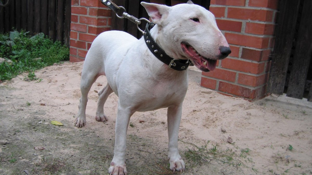 Опасная собака бультерьер
