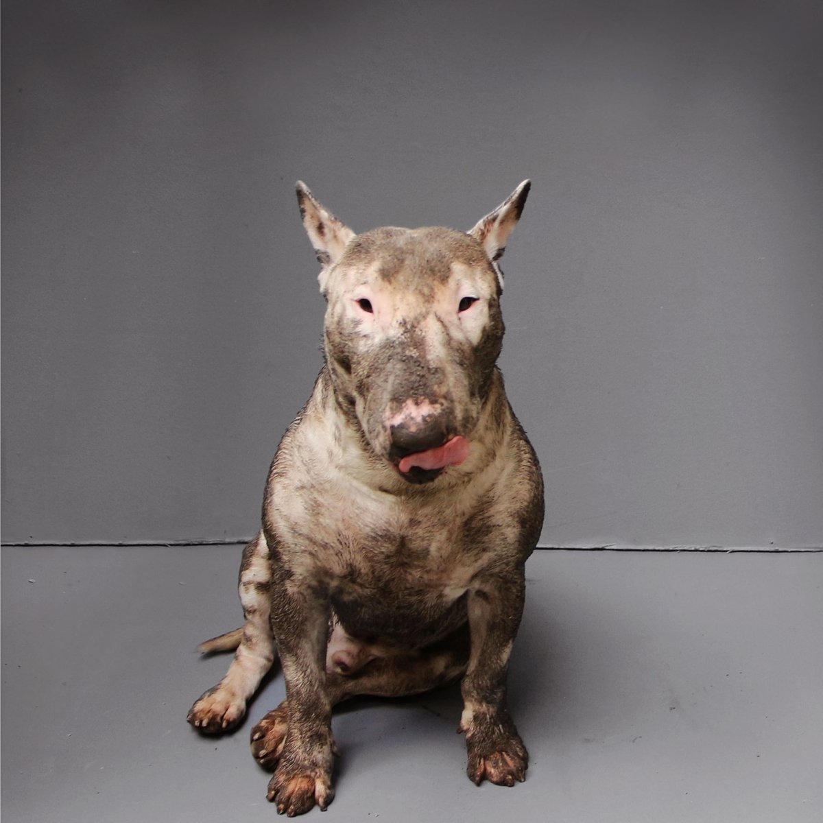 Бультерьер злой Бойцовский