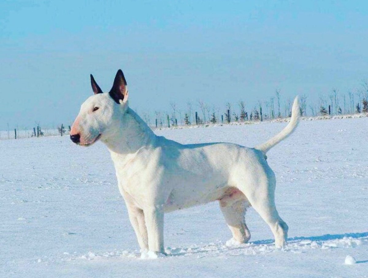 Бультерьер РАМЗЕС