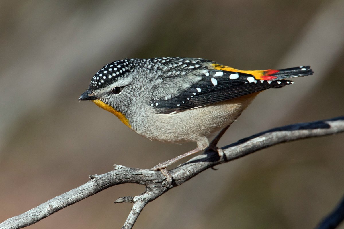 Птица пардалот