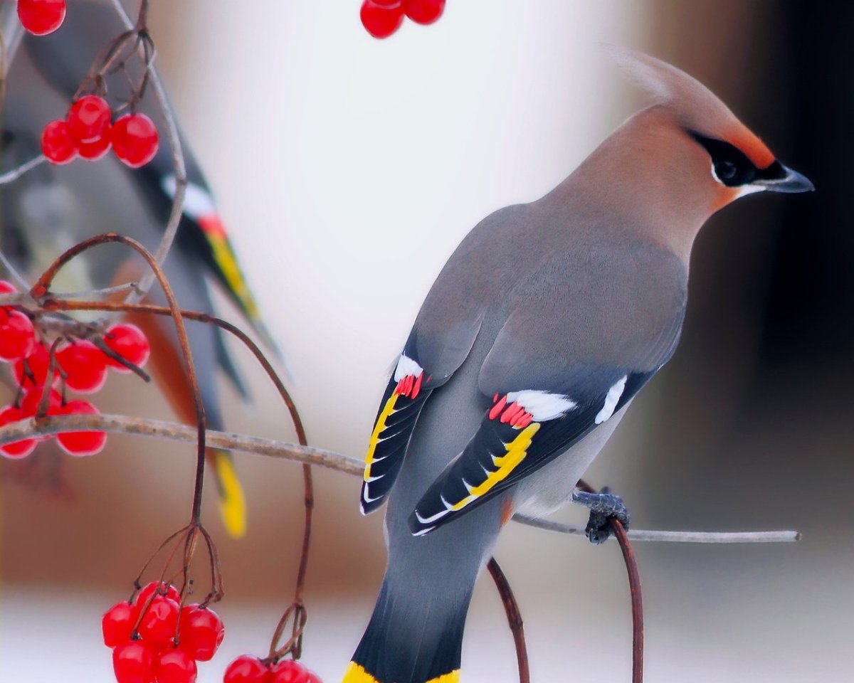 Дрозд, свиристель, Зяблик