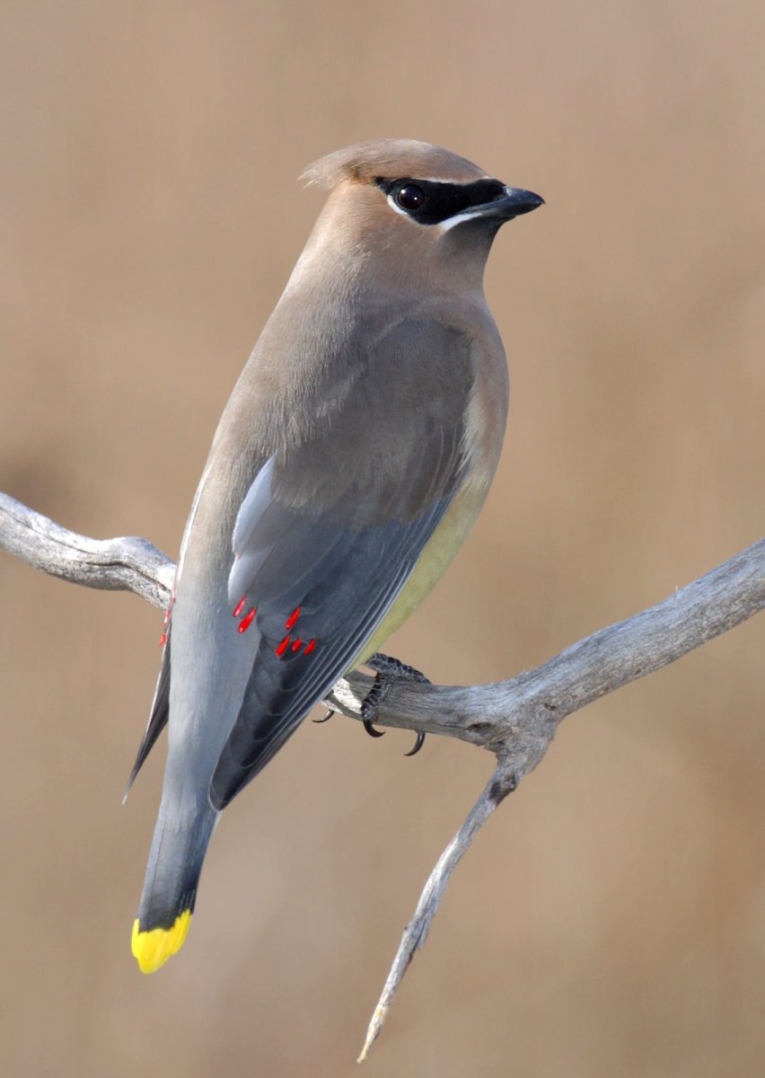 Птица с желтым хвостом на кончике