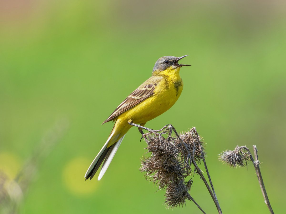 Желтые трясогузки в городе