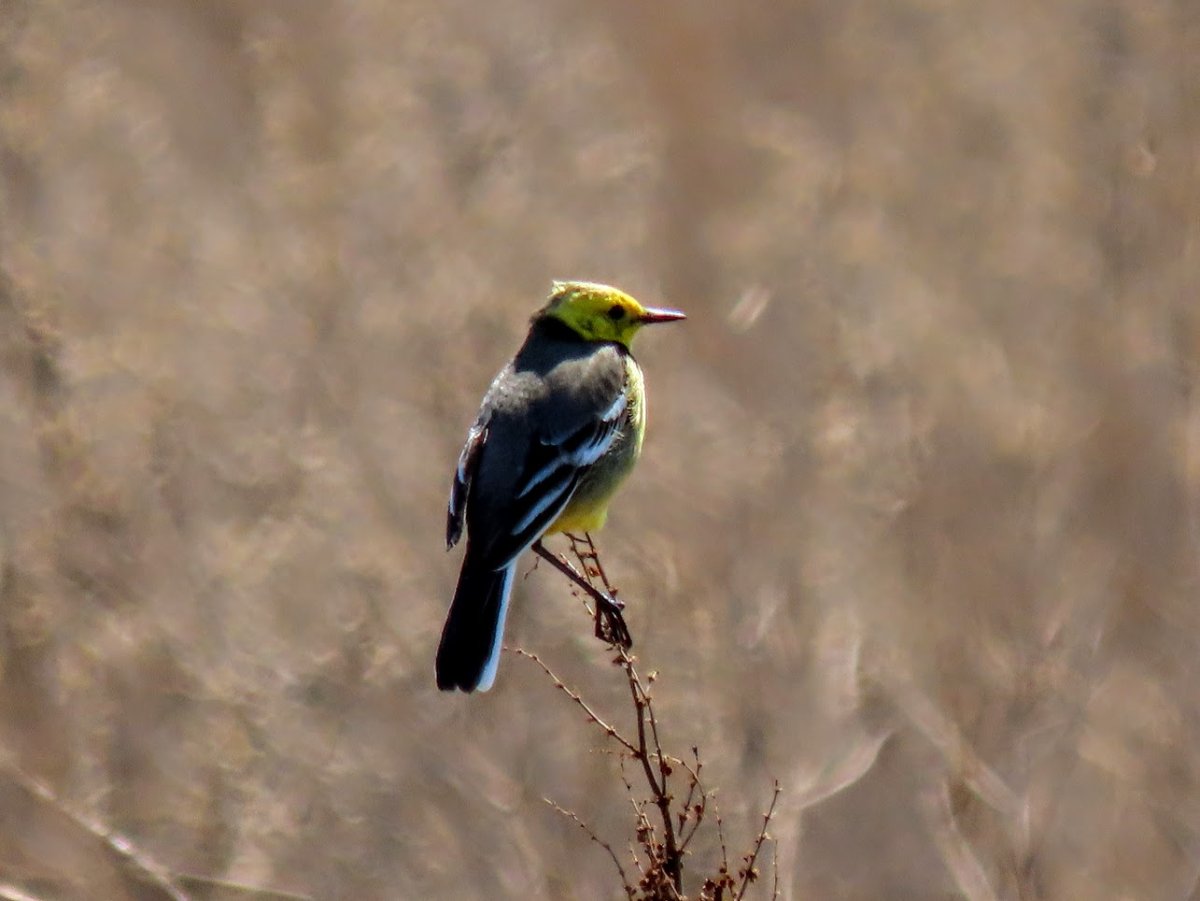 Птица с желтым хвостом