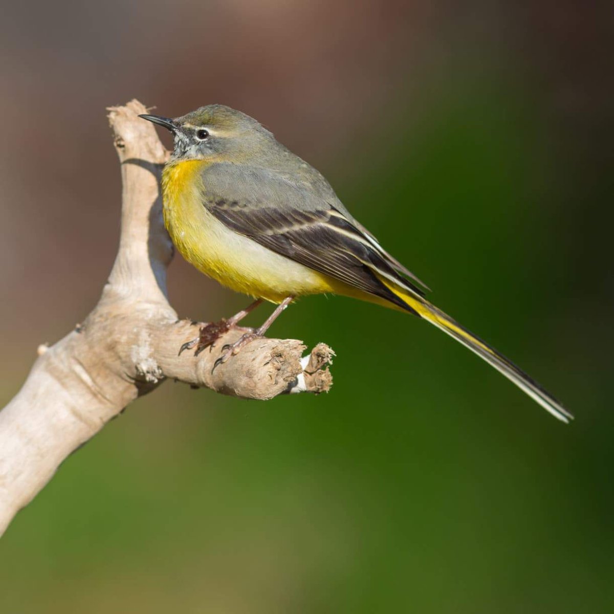 Желтые трясогузки в Москве