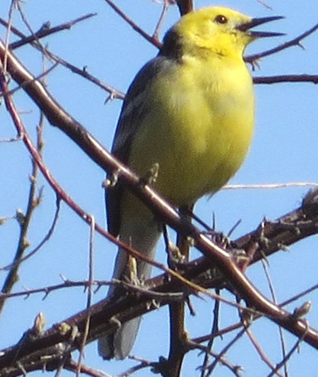 Желтая большая птица Сибири