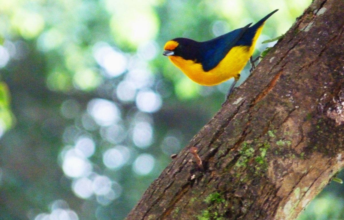 Птица Астраханской области черная черная желтая