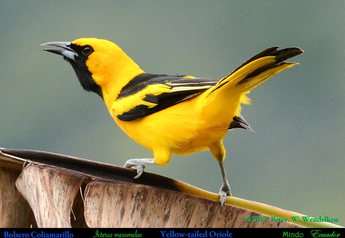 Птичка с желтым хвостом