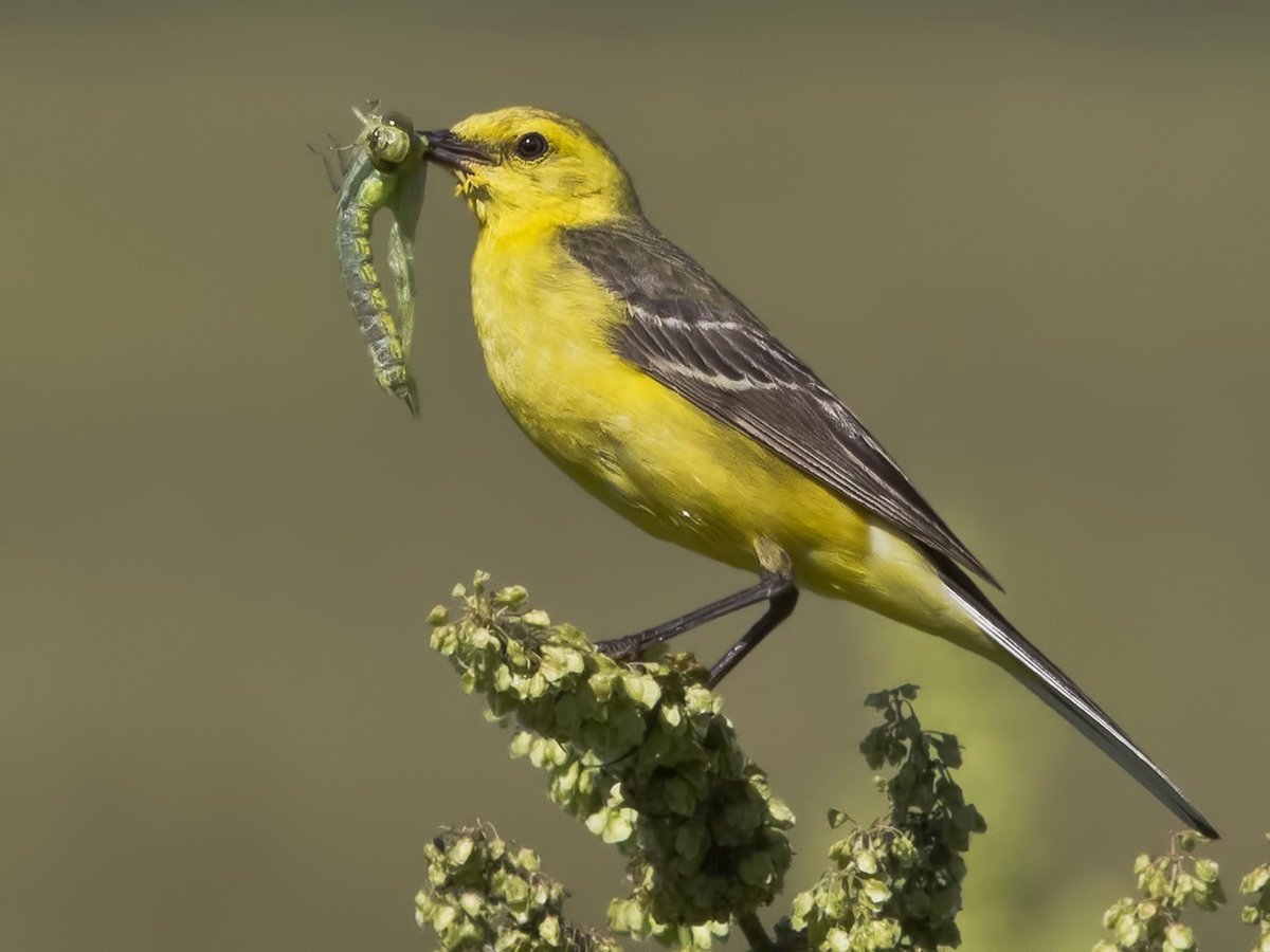 Жёлтая трясогузка Сибири