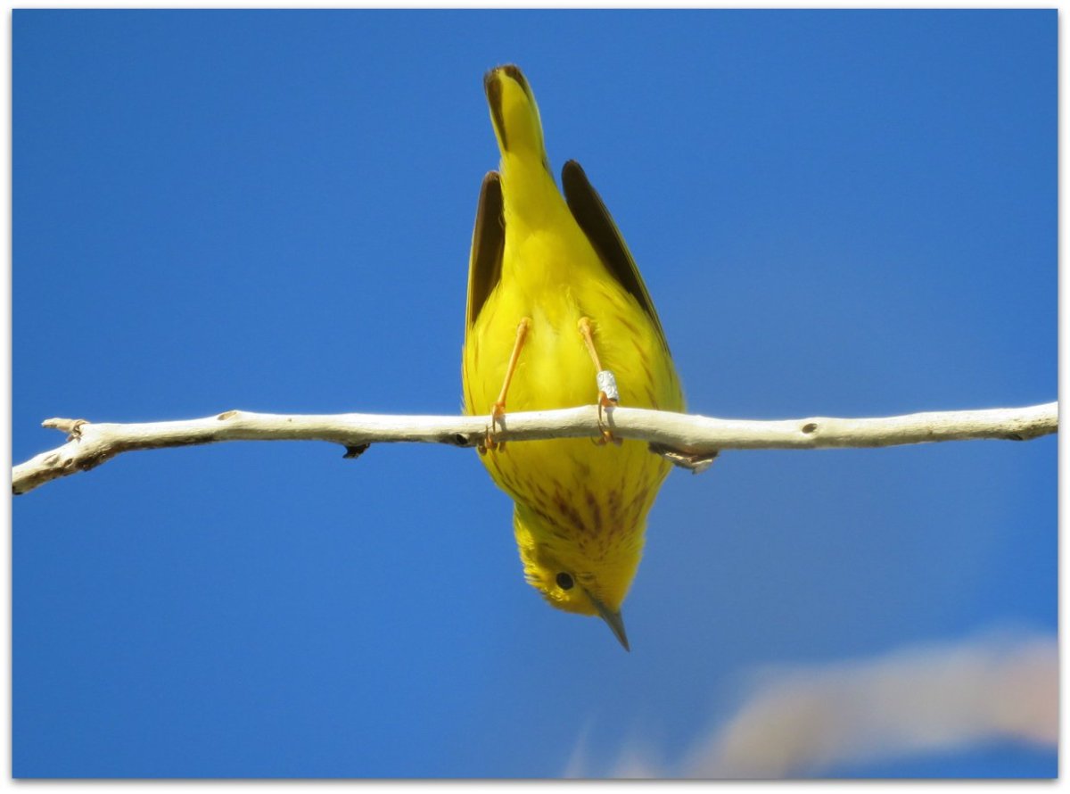 Соболь желтая птица